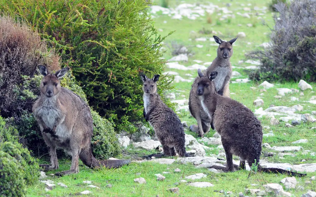 Evening 4WD Tour Kangaroo Island