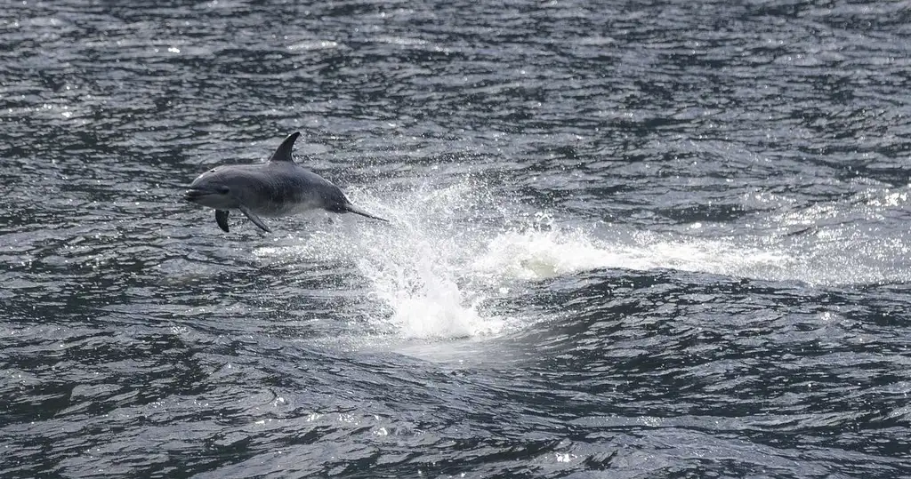 Milford Sound Premium Cruise