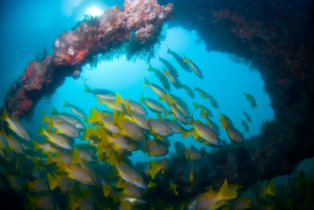 Exmouth Navy Pier Dive | Certified Divers only