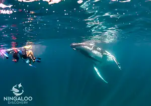 whale-watching-tour-Exmouth