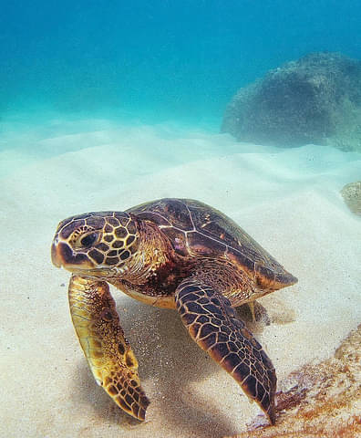 Hawaii Turtle Tour