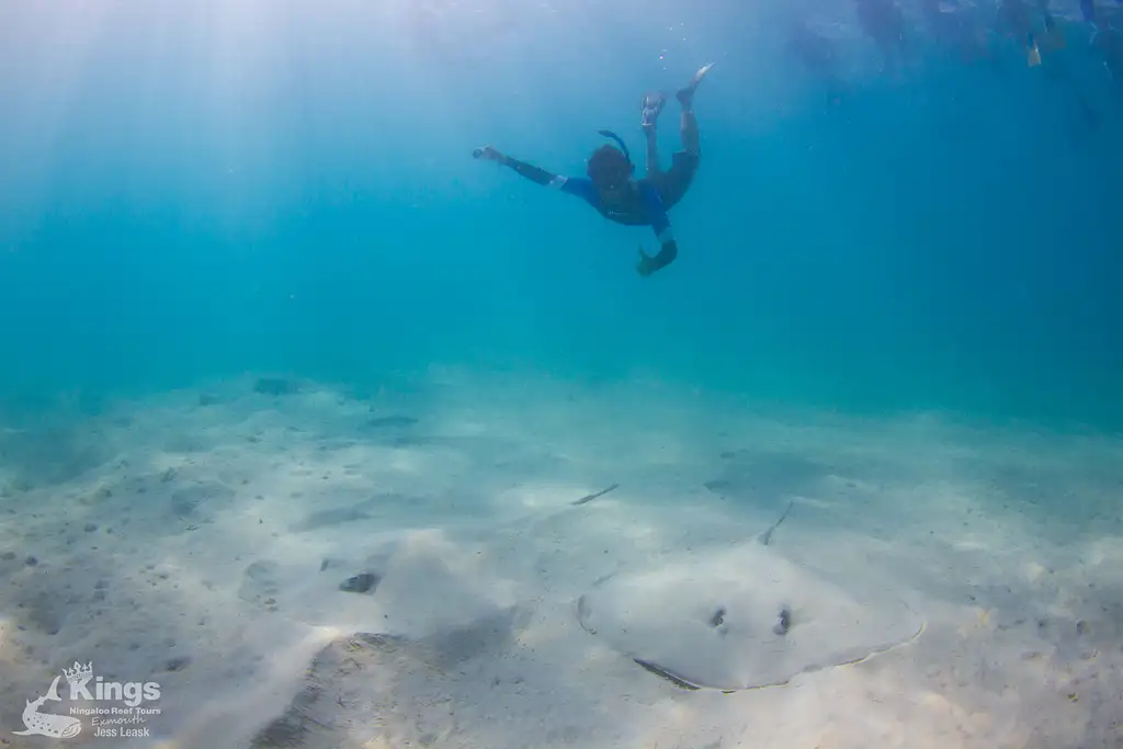 Whale Shark Snorkelling Adventure Tour (Apr-July) | Departing Exmouth