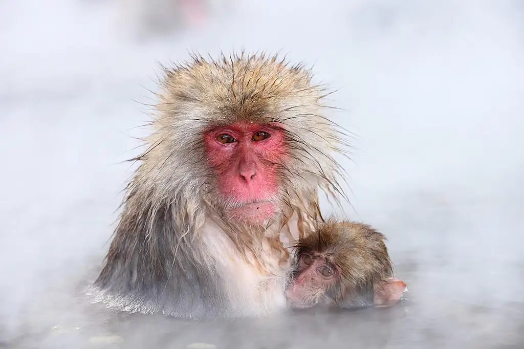 Snow Monkeys & Snow Fun In Shiga Kogen, 1 Day Tour