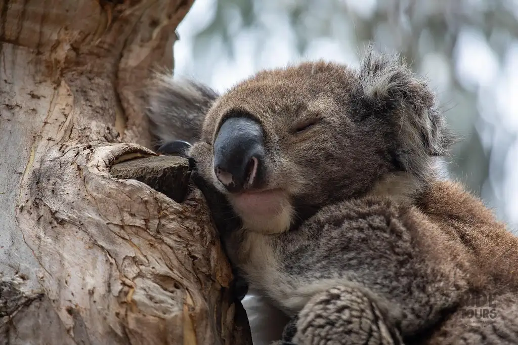 2 Day Great Ocean Road and Wildlife Tour for Backpackers aged 18-35