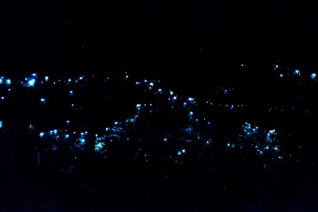 Evening Rainforest & Glow Worm Experience