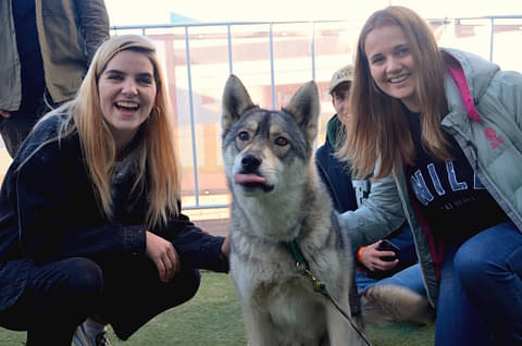 husky petting new zealand