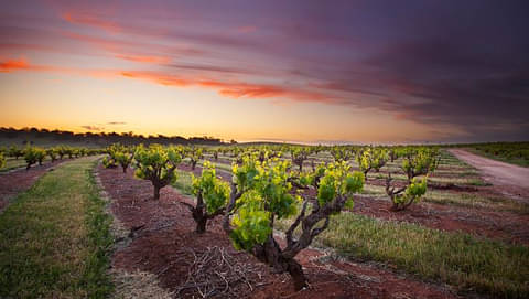 Barossa Valley wine tasting