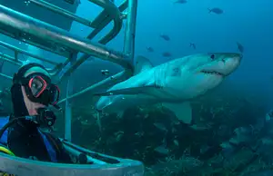 4 day, 3 night cage diving tour