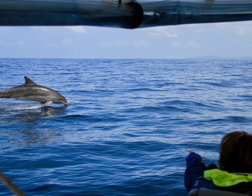 Byron Bay Dolphin Cruise from Ballina