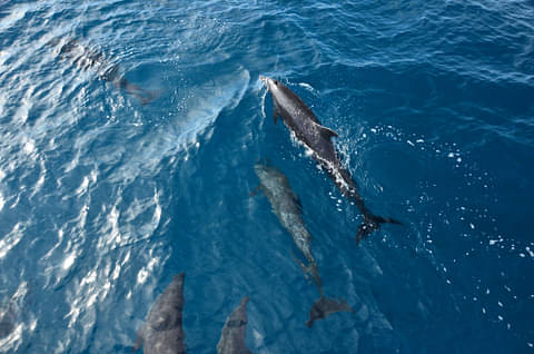dolphin-watching-quepos