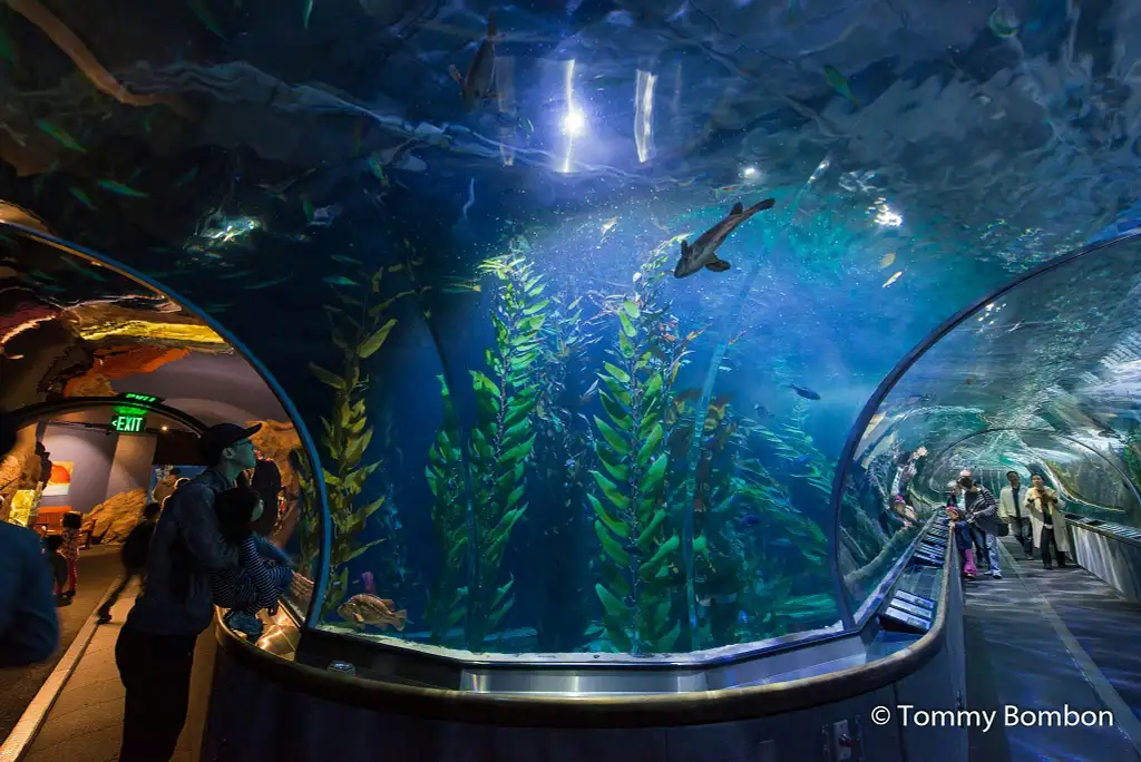 San Francisco Aquarium of The Bay Tickets
