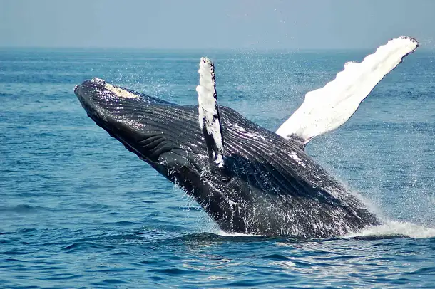 Whale and Dolphin Watching