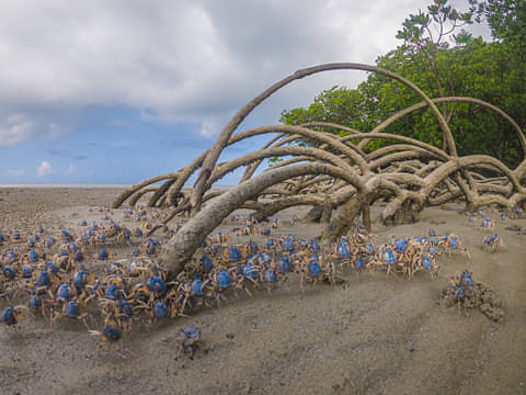 Full Day Cooktown Tour