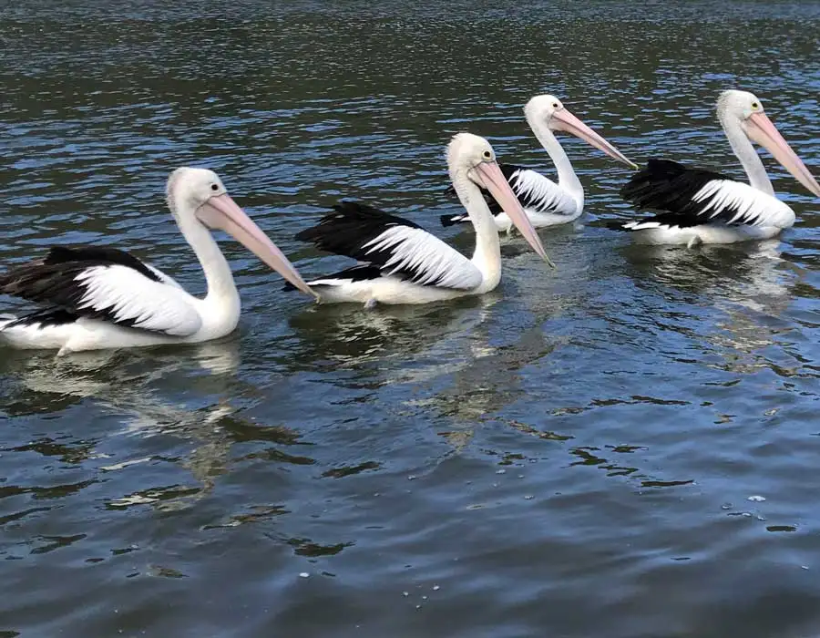 Ballina Scenic Sunset River Cruise