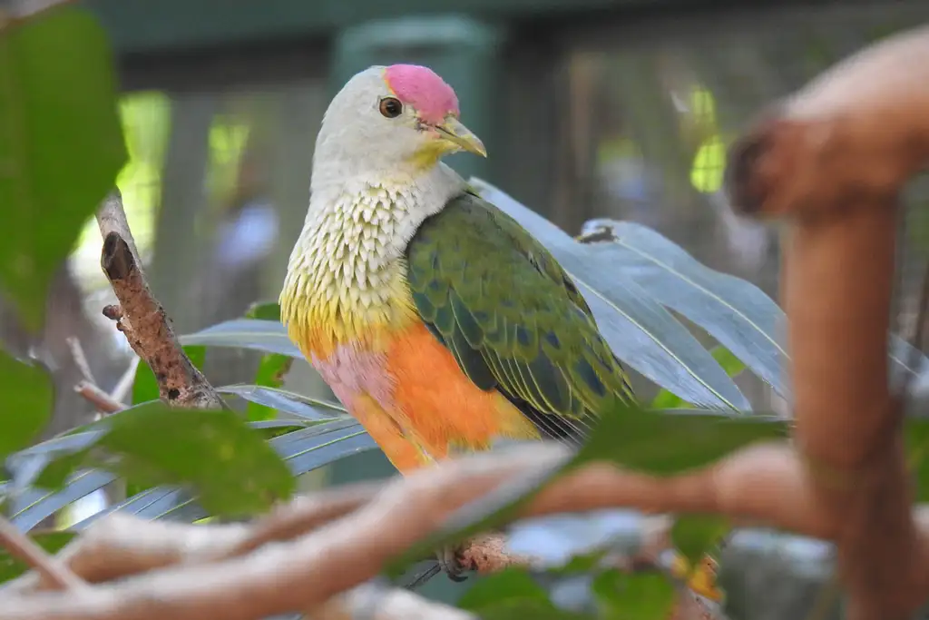 Territory Wildlife Park Entry & Day Tour | Lunch Included