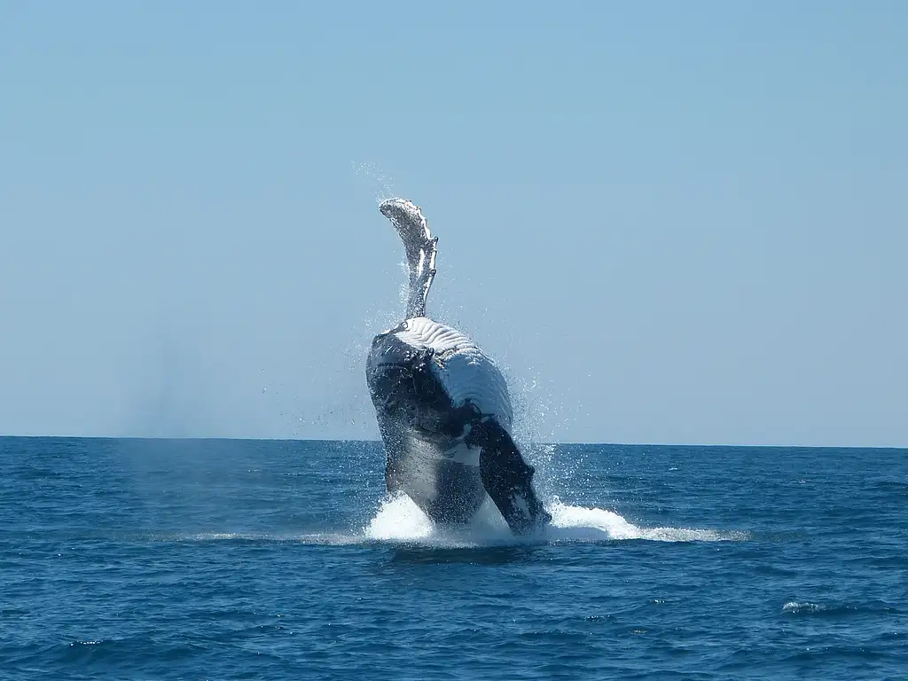 Whale Watch Sunset Cruise | Departing Exmouth