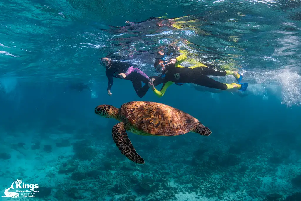 Whale Shark Snorkelling Adventure Tour (Apr-July) | Departing Exmouth