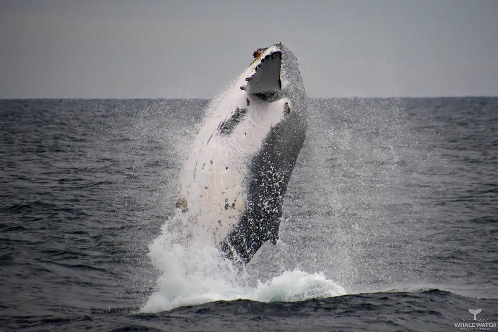 Whale Watch Experience AUGUSTA