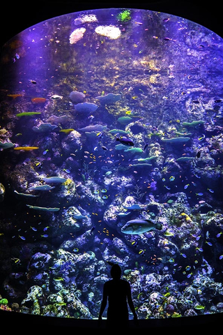 Cairns Aquarium Discount