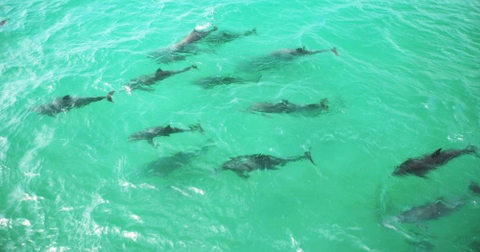 Dolphin watching tours in New South Wales