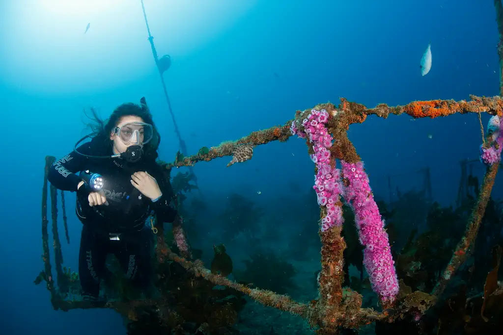 Canterbury Wreck and Reef Dive
