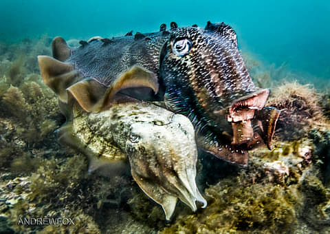 Shark Cage Diving Port Lincoln