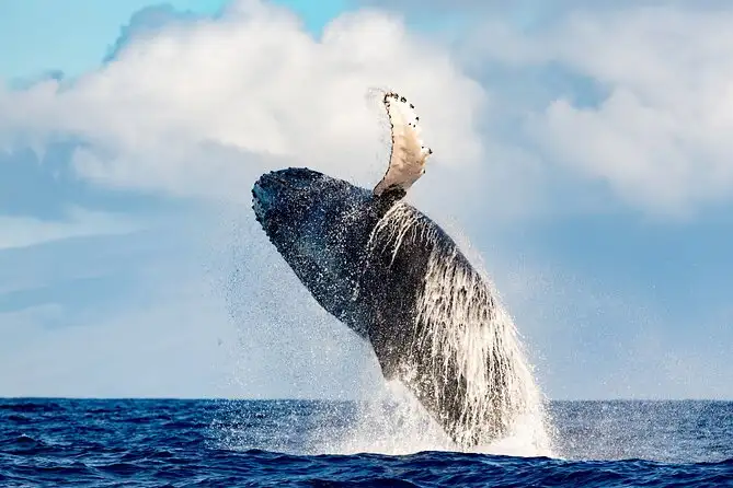 Waikiki Whale Watching Tour