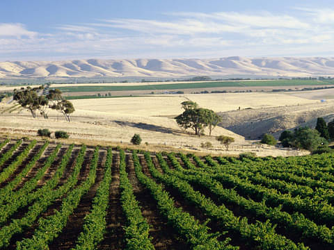 McLaren Vale