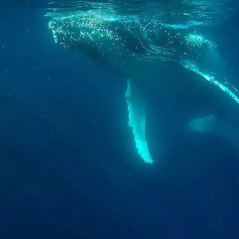 Gold Coast Whale Watching Cruise Special