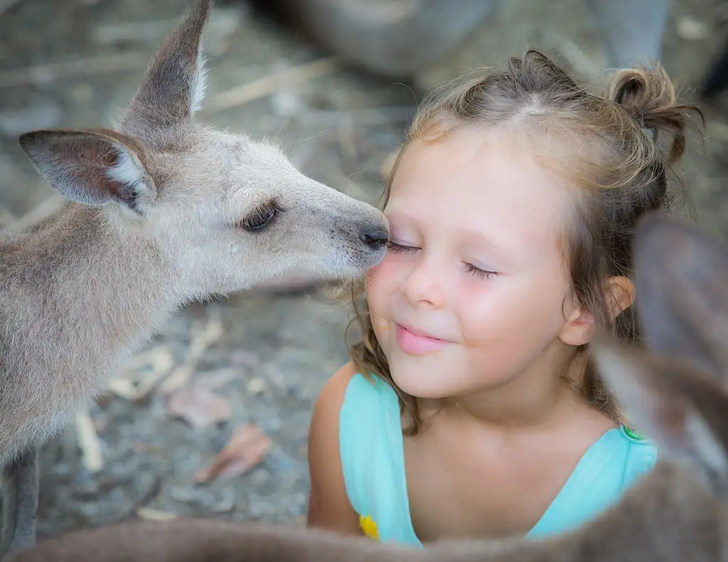 Wildlife, Daintree Rainforest & Mossman Gorge Tour | Optional Dreamtime Walk