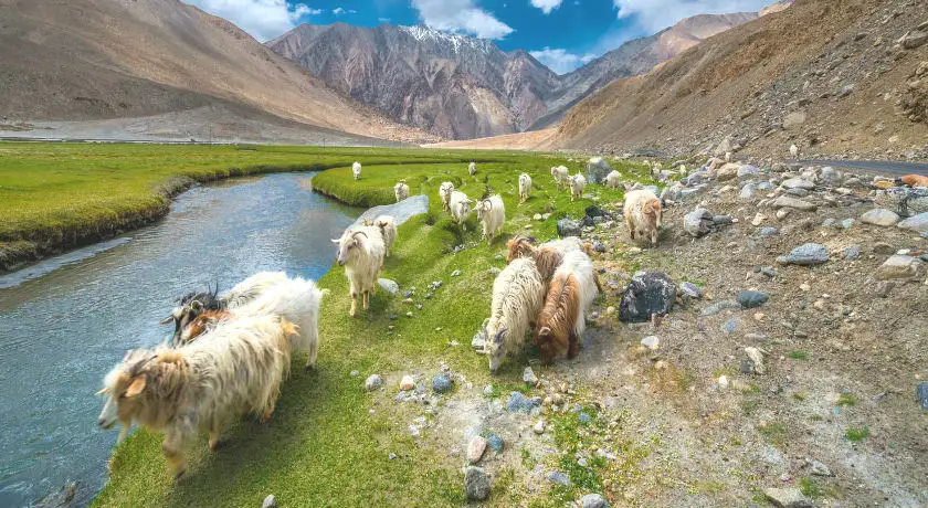 Amazing Ladakh