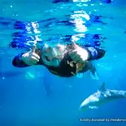 Swim with wild Dolphins | Bunbury