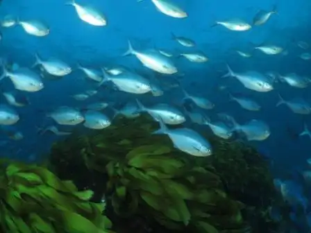 Canterbury Wreck and Reef Dive