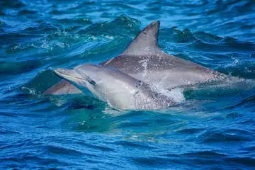 ocean rider dolphin safari noosa