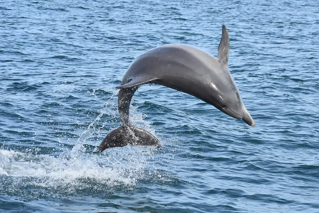 Dolphine Cruise from Mandurah