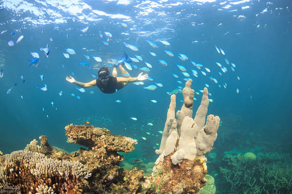Coral Bay Snorkel & Coral View Tour Deals