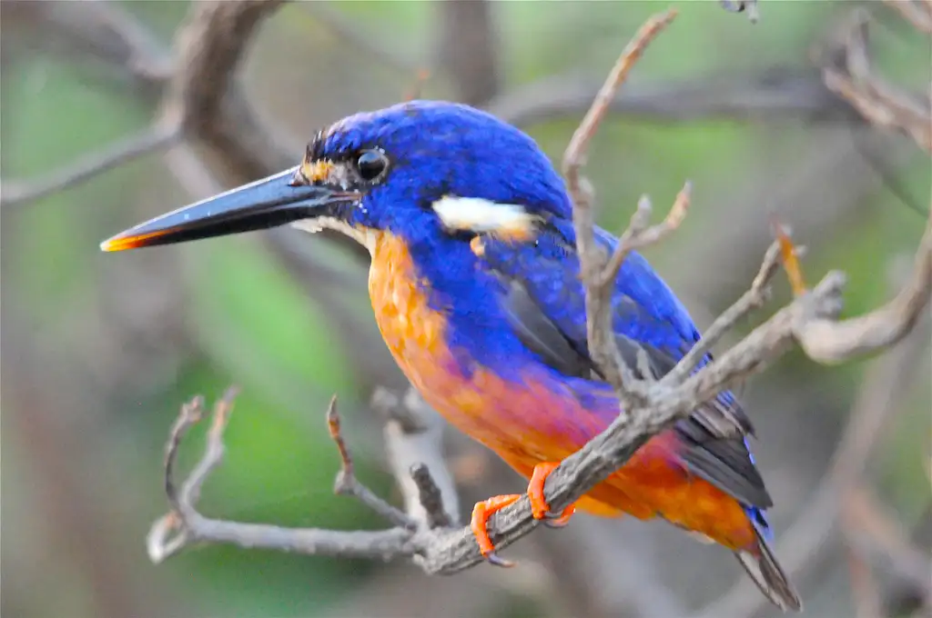 Corroboree Billabong | 2 Hour Sunrise Wetland Cruise