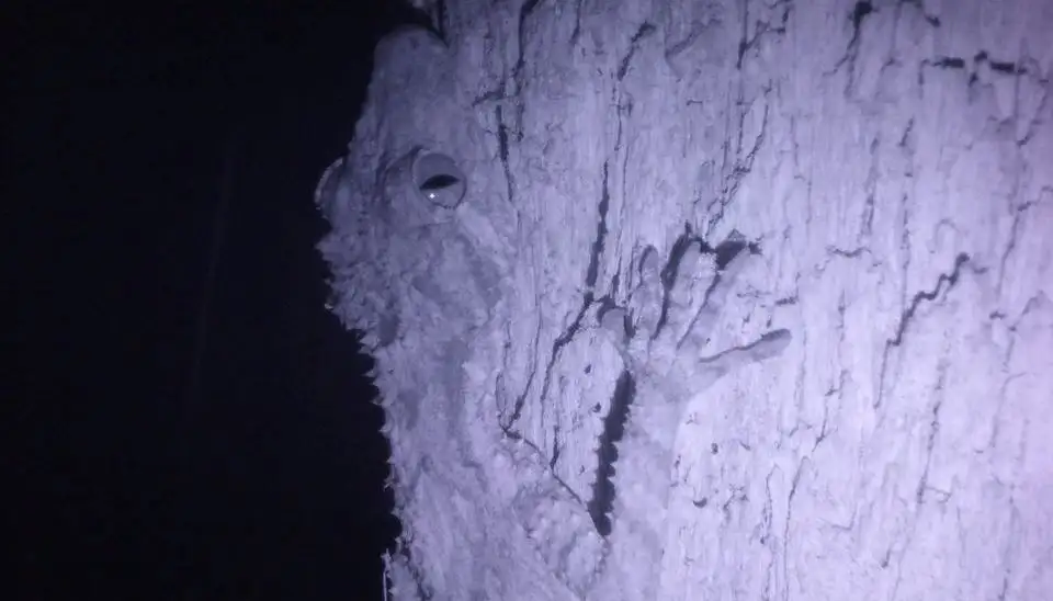 Night Vision Walk Byron Bay