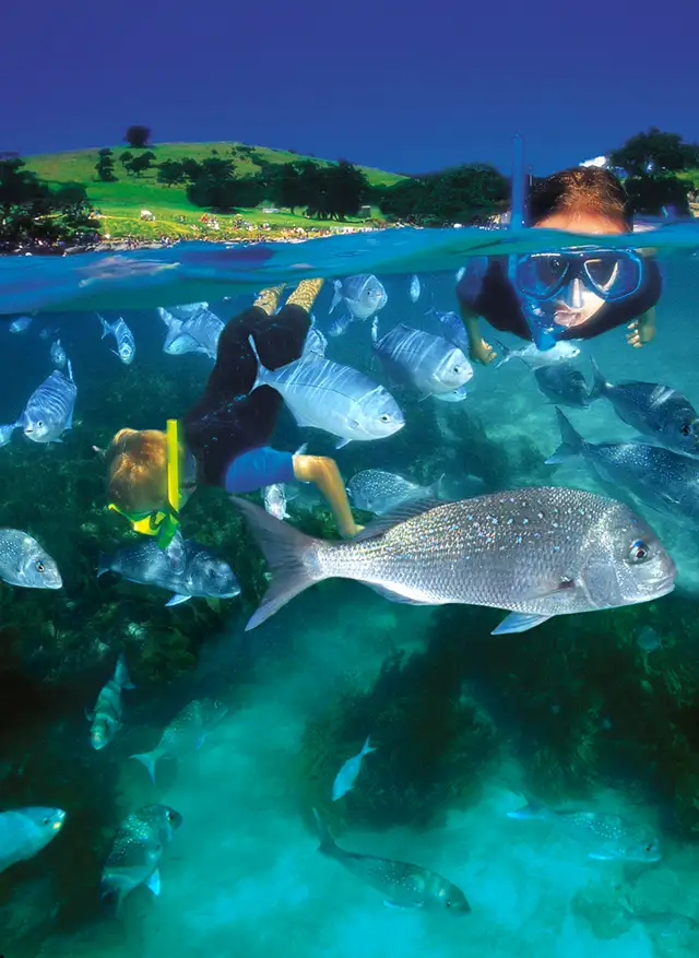 Goat Island Guided Snorkel for Beginners