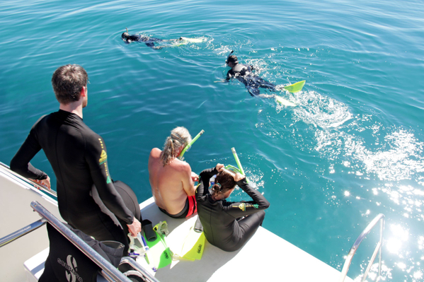 1Dive great barrier reef