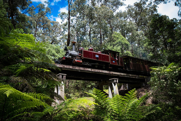 One Day Puffing Billy, Moonlit Sanctuary and Penguins tour