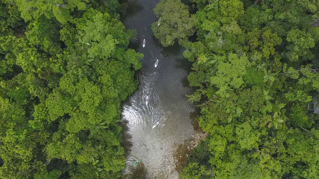 Rainforest River SUP Magic Tour
