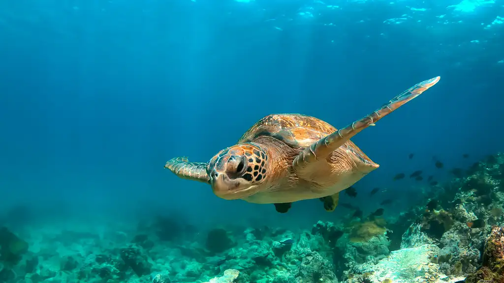 Moreton Bay Snorkel Tour - All Inclusive