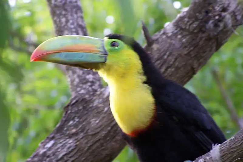 Carara National Park Tour