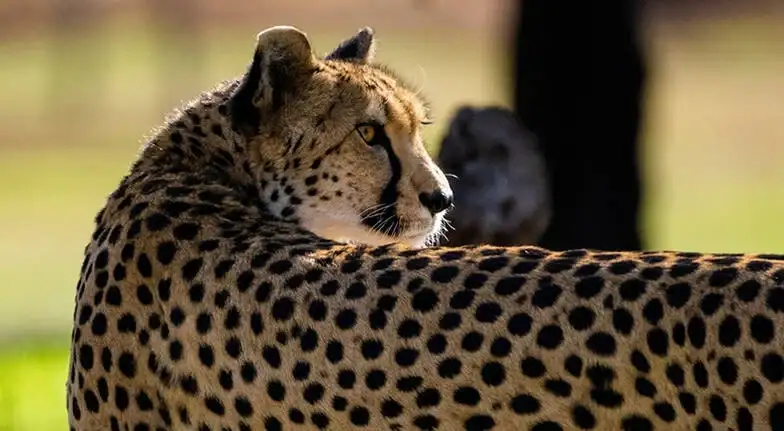 Werribee Zoo & Werribee Mansion Tour
