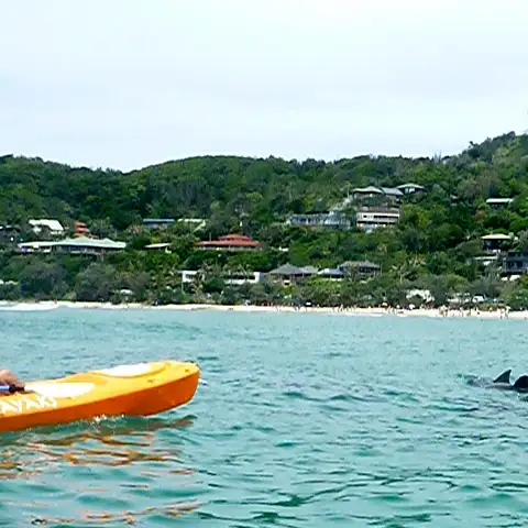 see byron bay dolphins