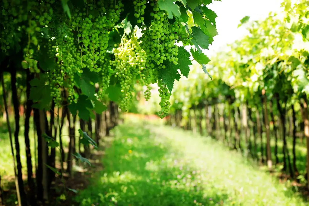 Queenstown Classic Afternoon Wine Tour