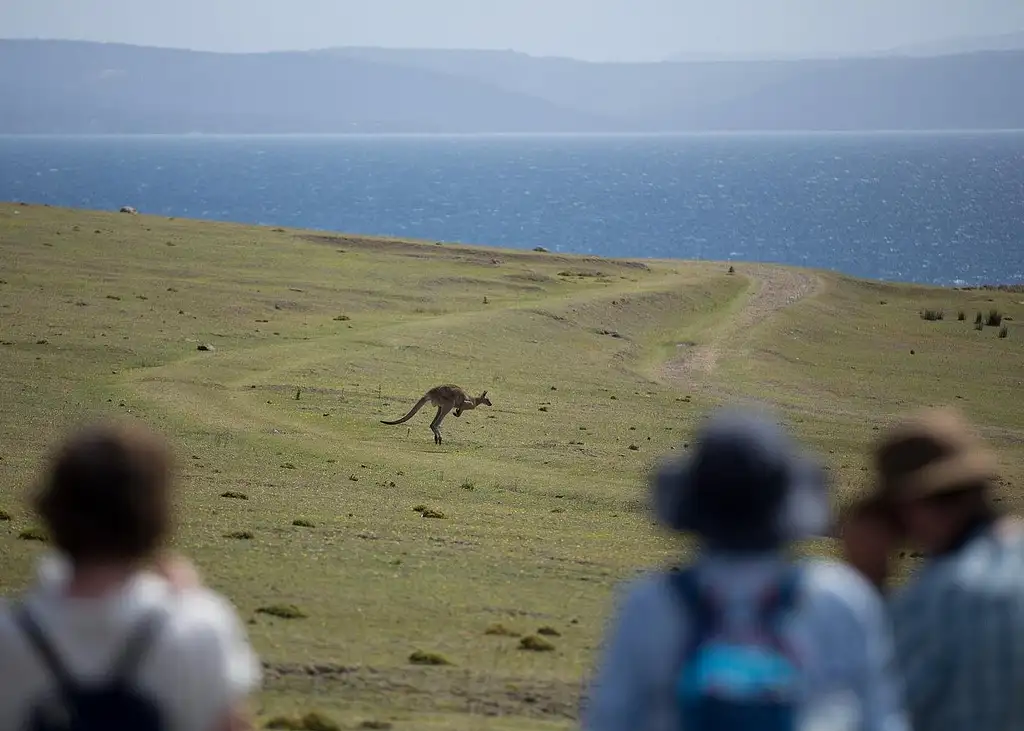 Maria Island National Park Tour From Hobart