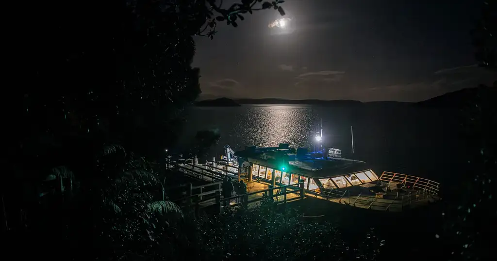Stewart Island Wild Kiwi Encounter