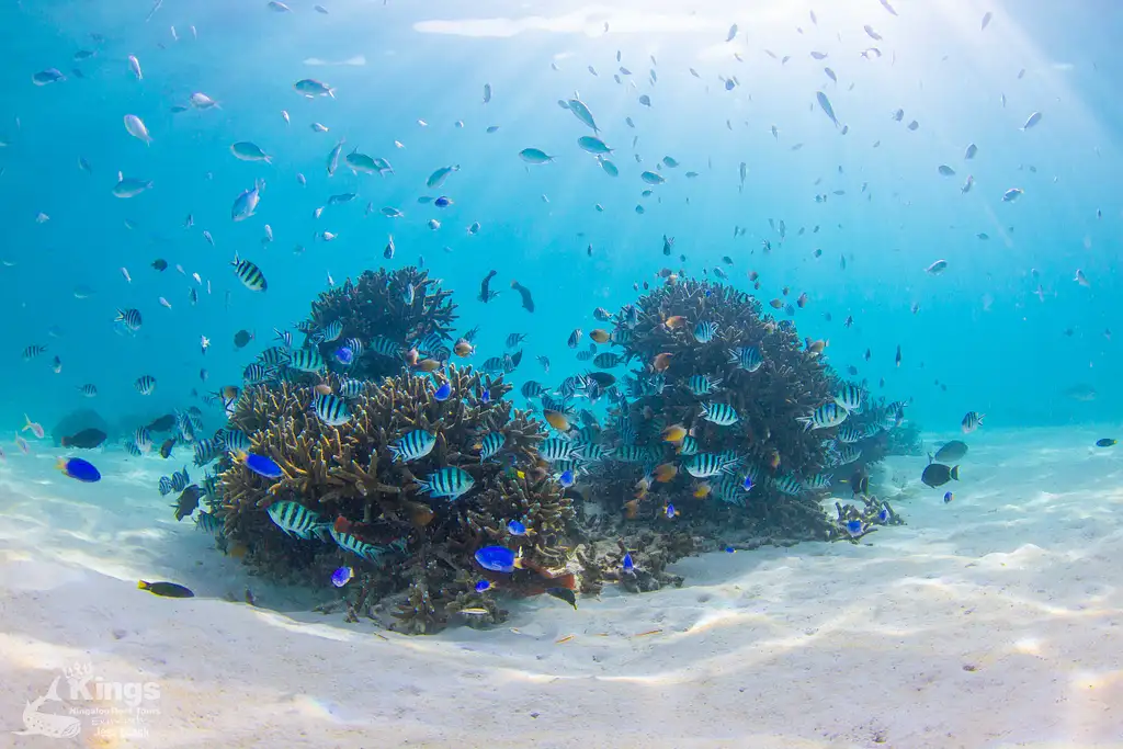 Whale Shark Snorkelling Adventure Tour (Apr-July) | Departing Exmouth
